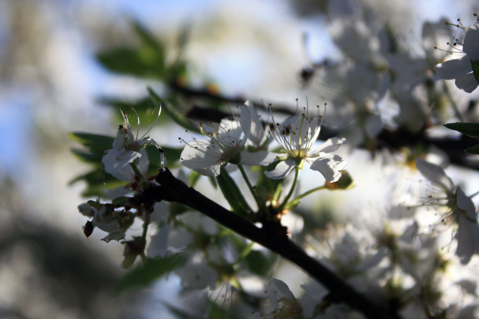 Der Frühling ist da...