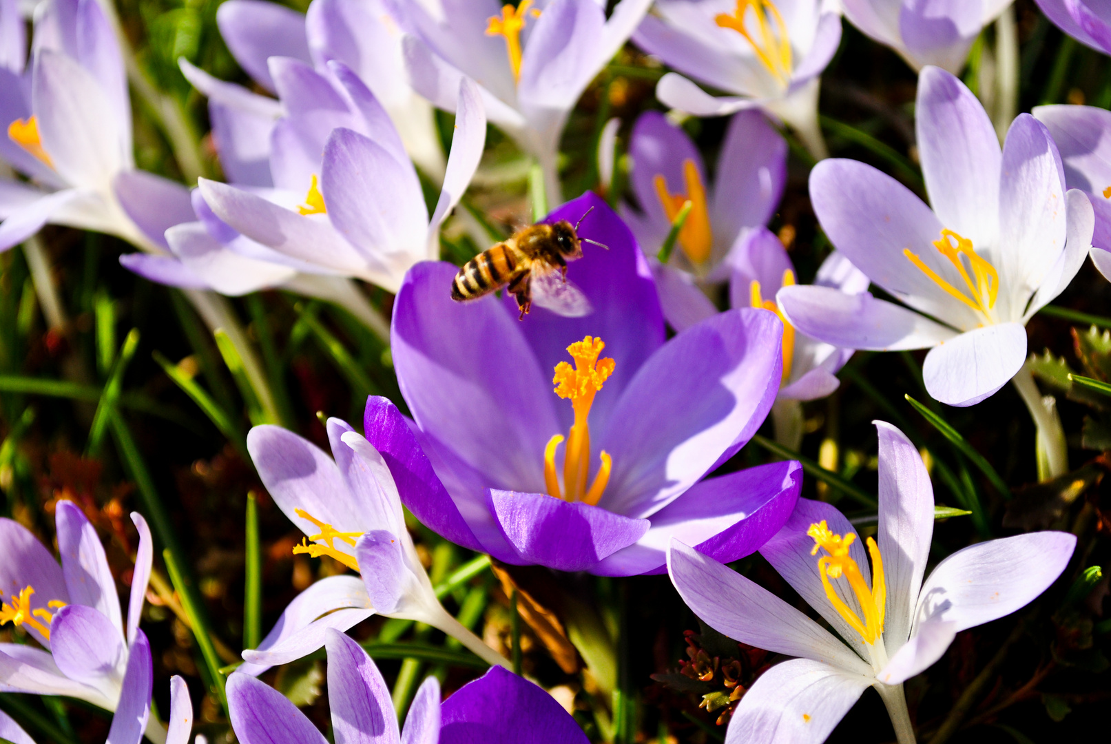 Der Frühling ist da!