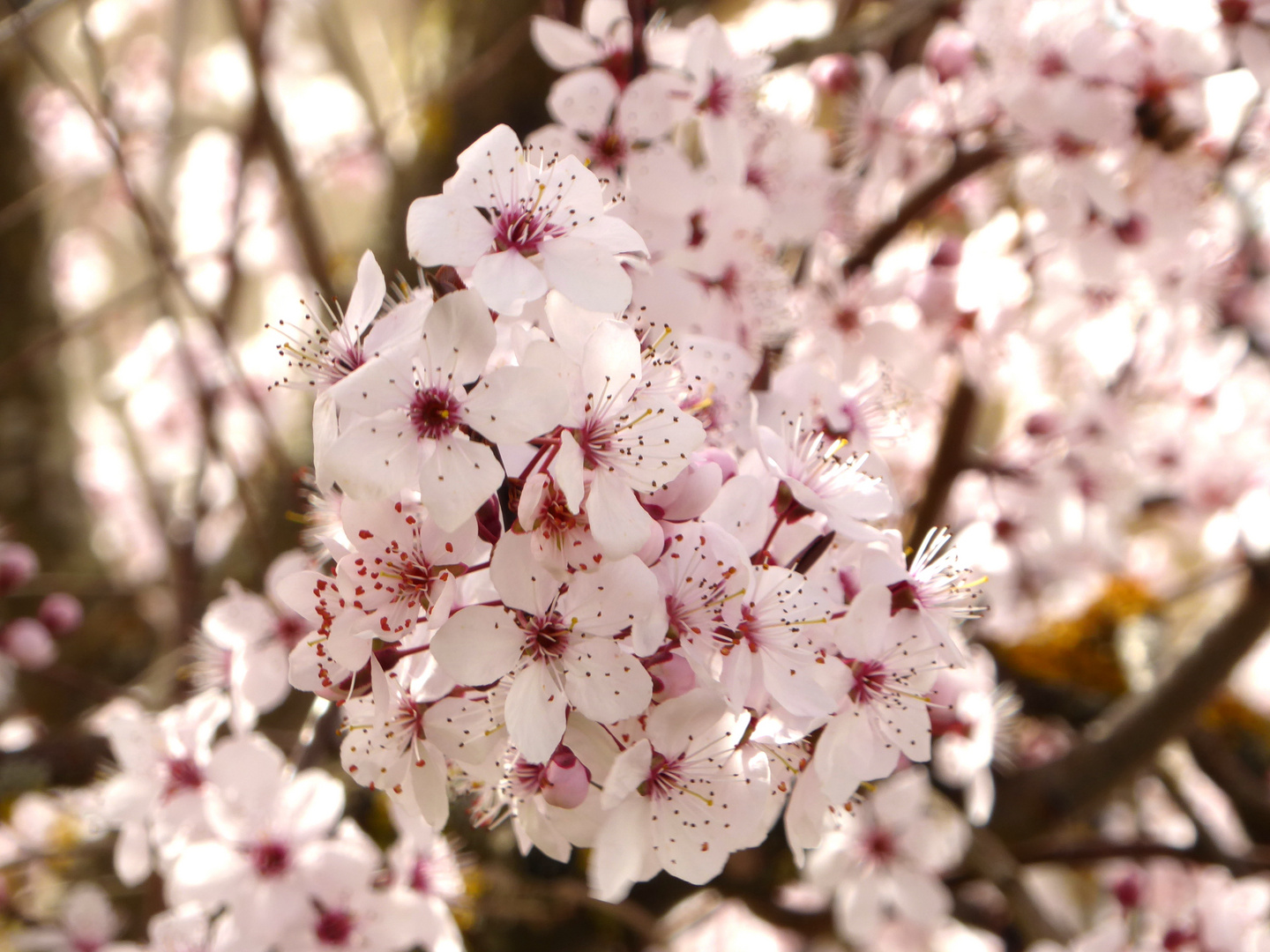 Der Frühling ist da