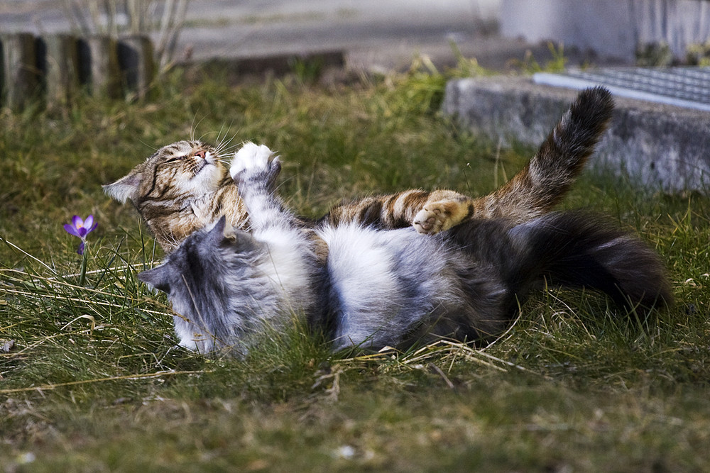 Der Frühling ist da!