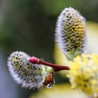 Der Frühling ist da.;-)