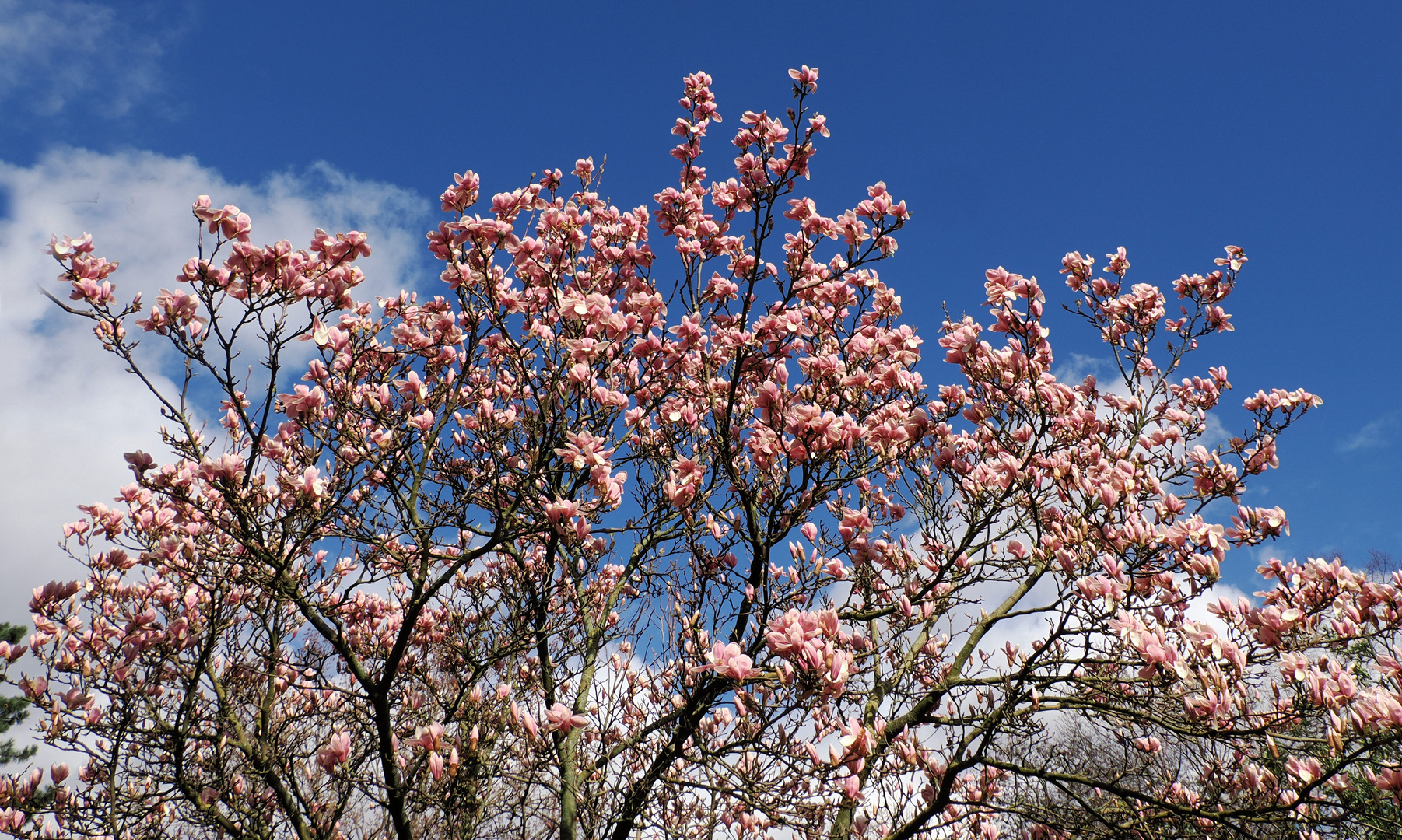 Der Frühling ist da … 