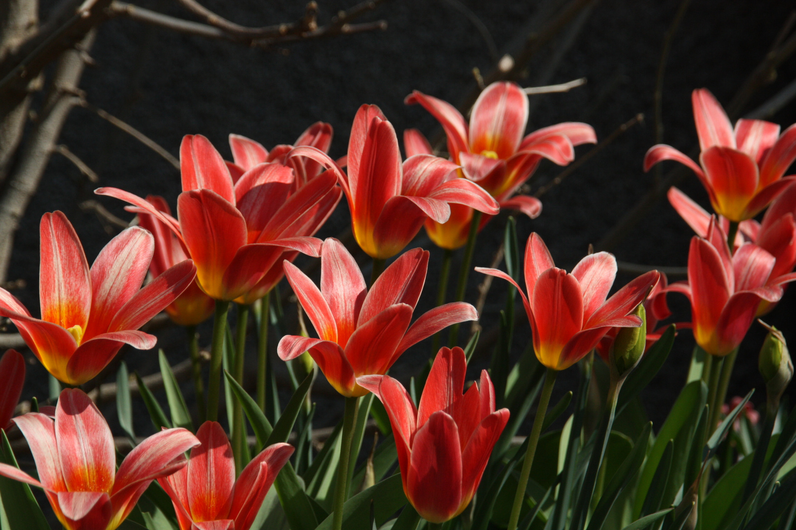 Der Frühling ist da