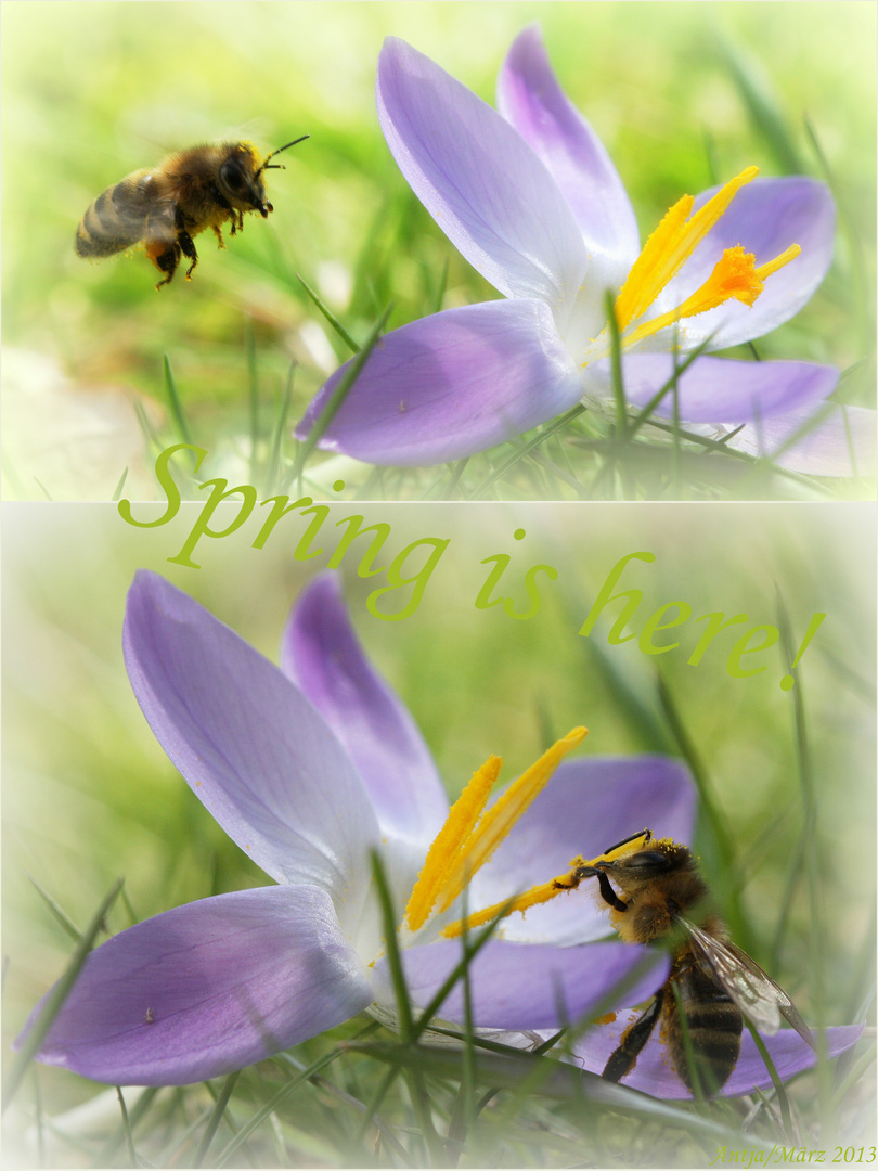 Der Frühling ist da ...