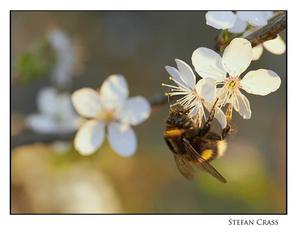 Der Frühling ist da.....