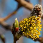 Der Frühling ist da. 