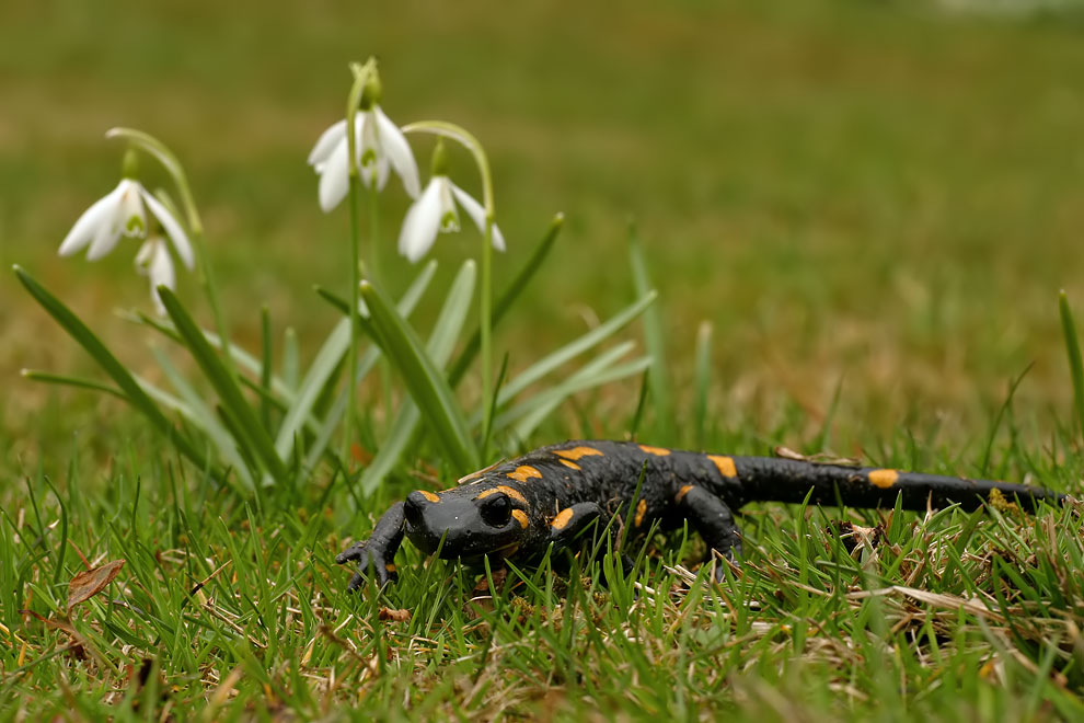 Der Frühling ist da...