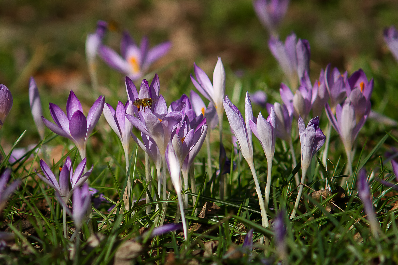 Der Frühling ist da