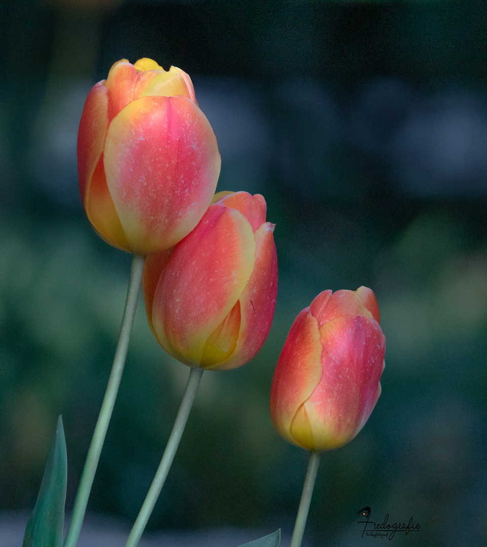 der Frühling ist da ...