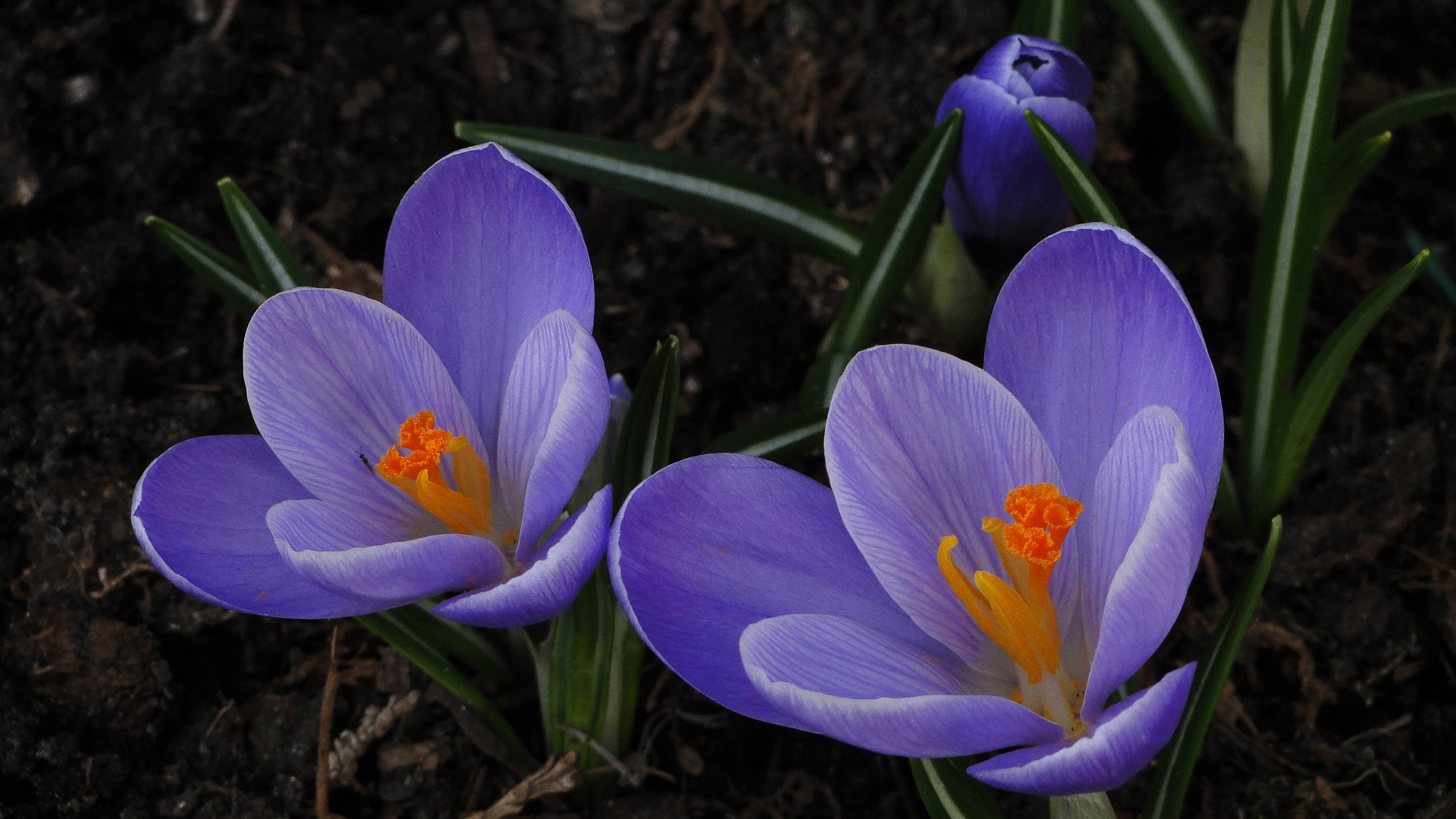 Der Frühling ist da...