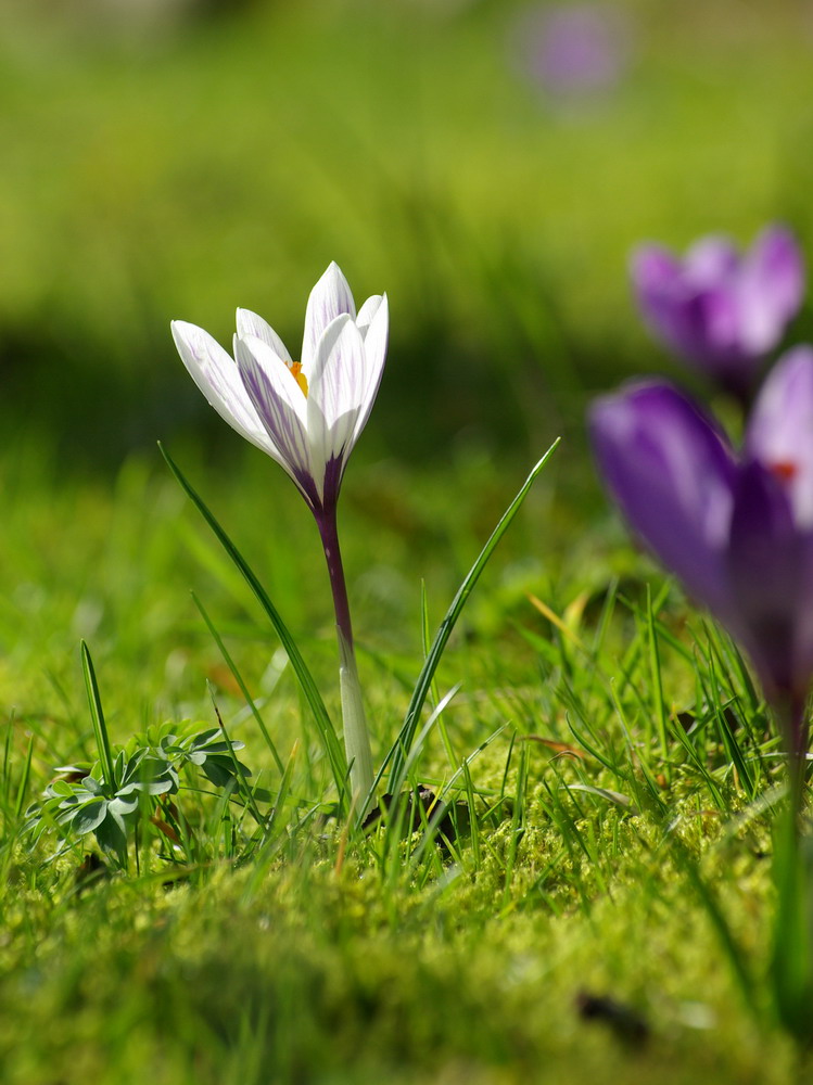 Der Frühling ist da