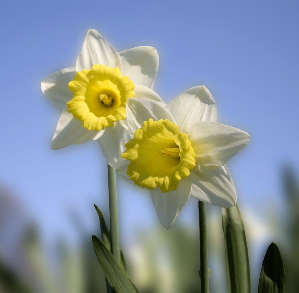 Der Frühling ist da...