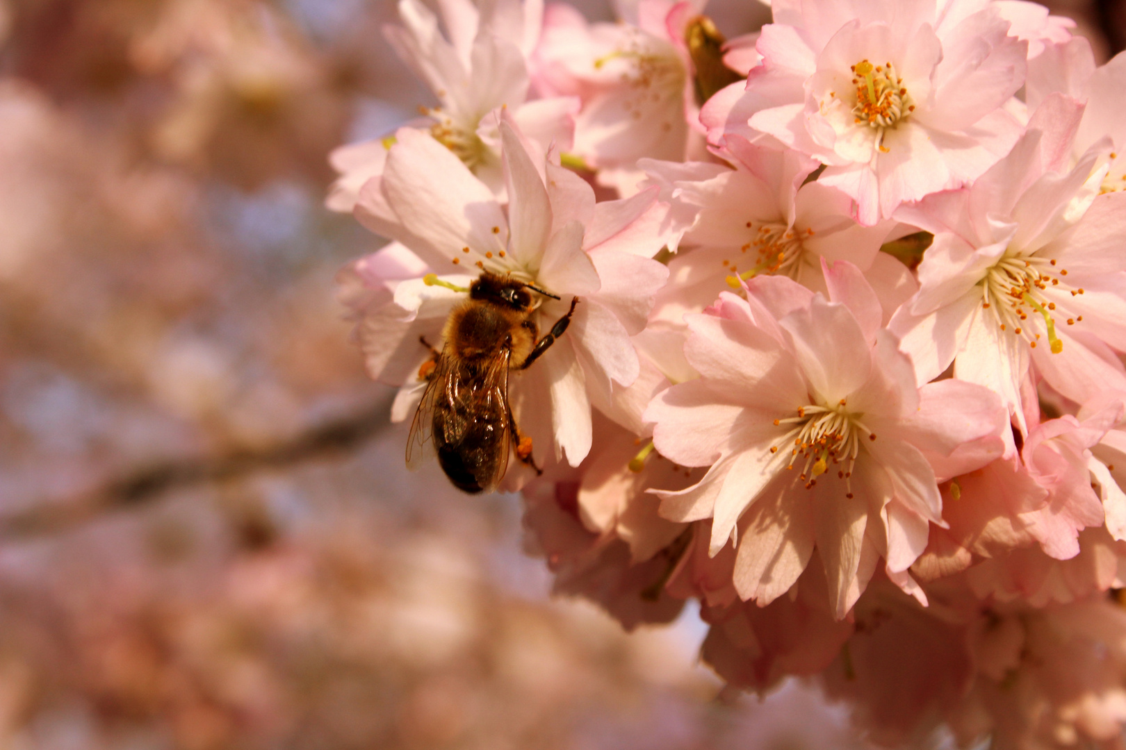 der Frühling ist da :)