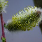 Der Frühling ist da