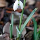 Der Frühling ist da!