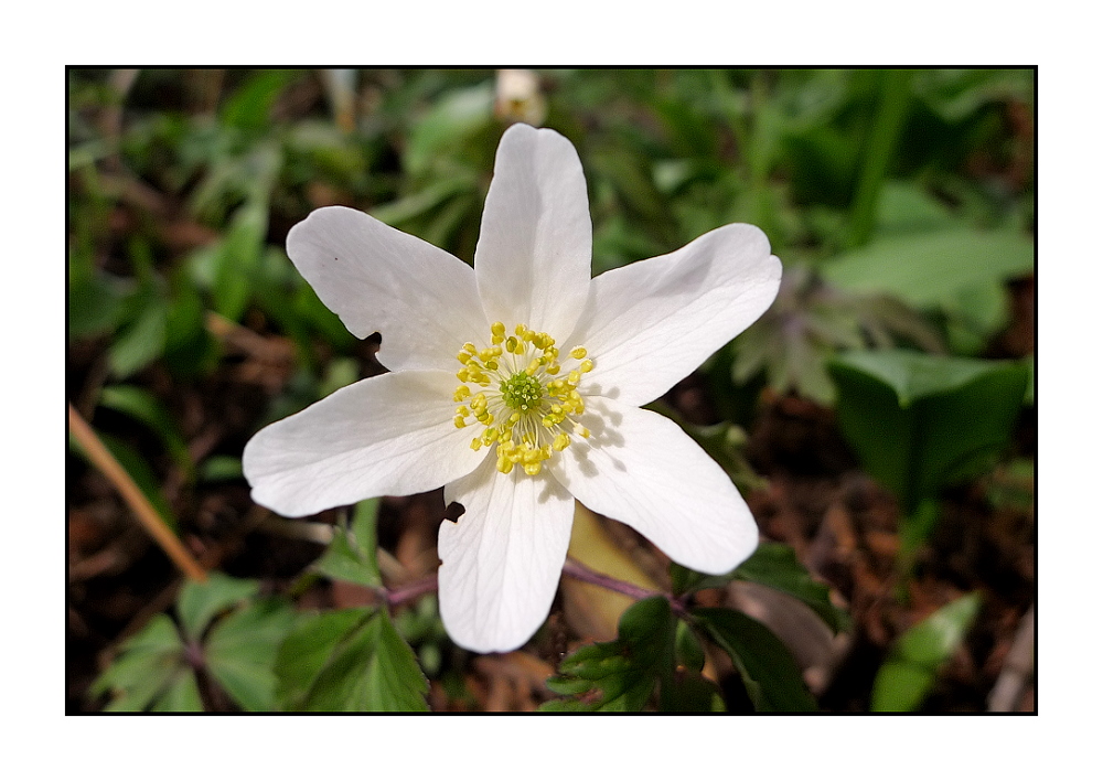 Der Frühling ist da