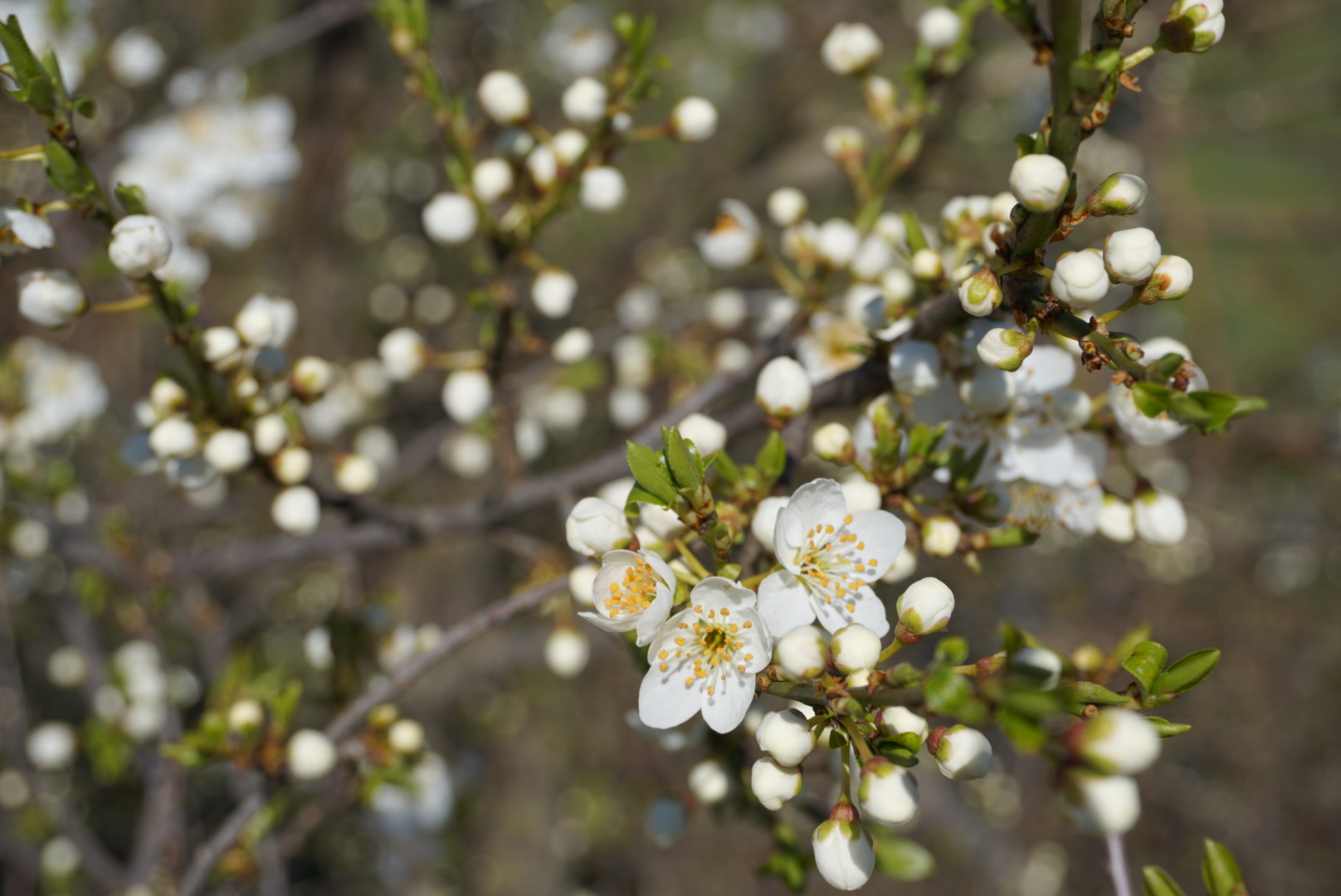 Der Frühling ist da!