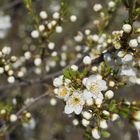 Der Frühling ist da!