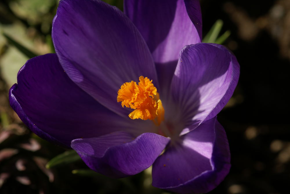 Der Frühling ist da