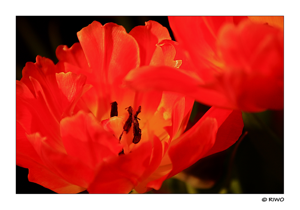 der Frühling ist da...... aber nur auf unserem Tisch :-)))