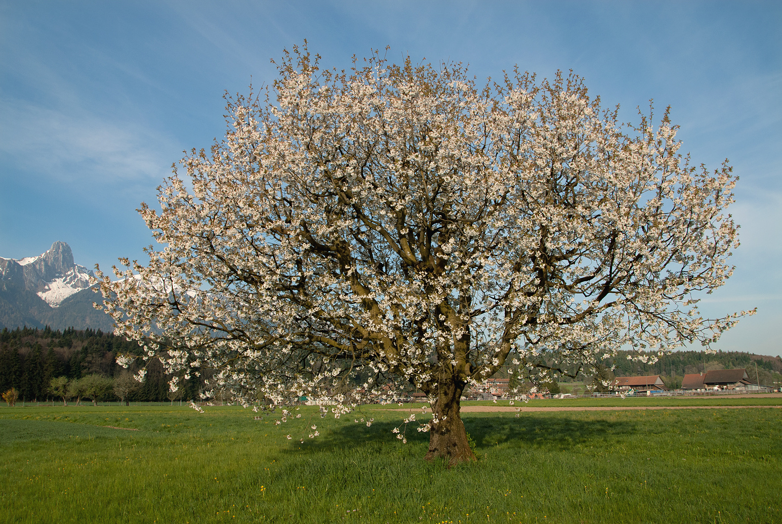 Der Frühling ist da