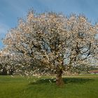 Der Frühling ist da