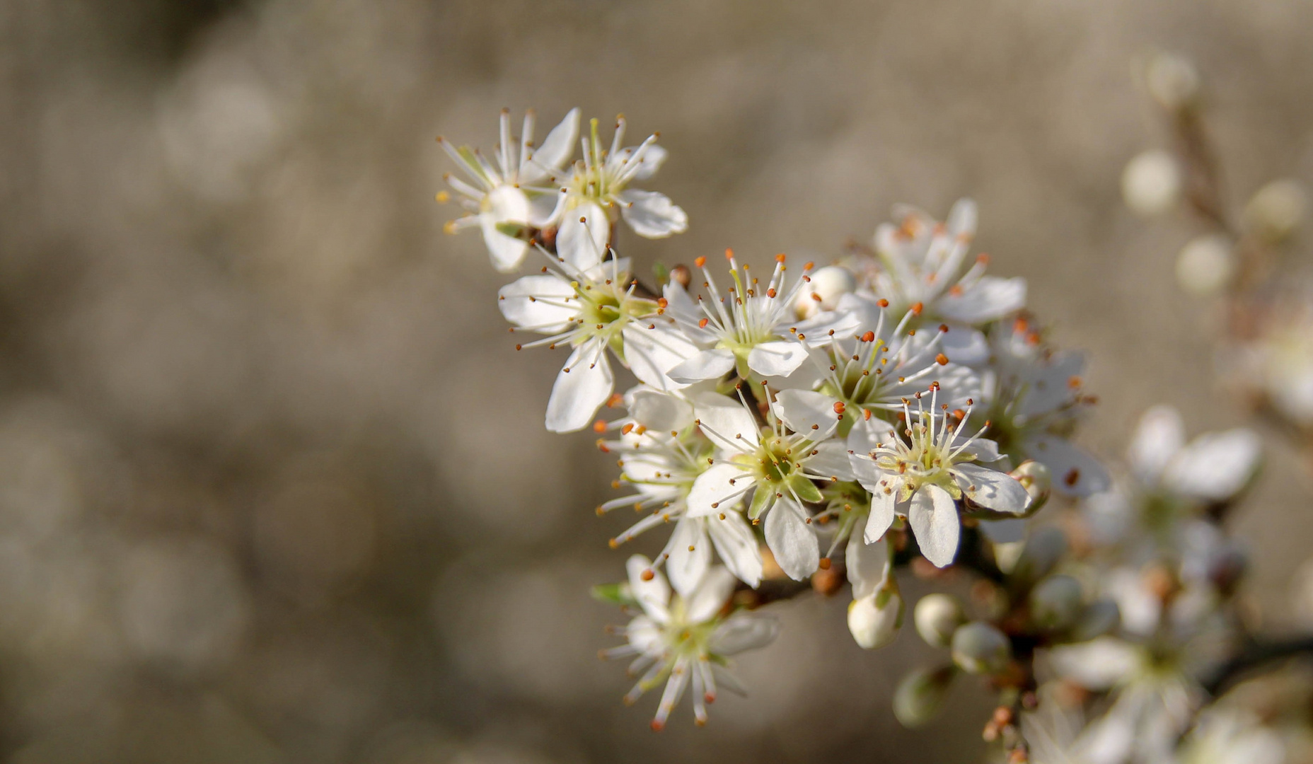 der Frühling ist da 