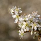 der Frühling ist da 