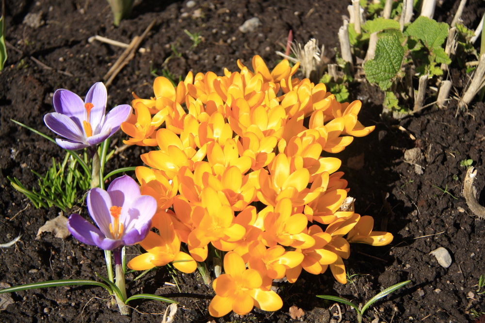 Der Frühling ist da