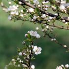 Der Frühling ist da!