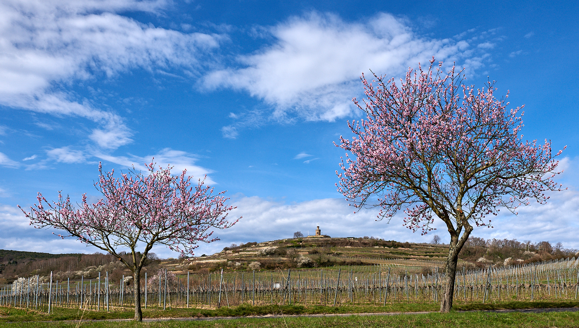 Der Frühling ist da, Aufnahme heute vom 03.04.18, Mandelbäume blühen in der Vorderpfalz.