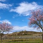 Der Frühling ist da, Aufnahme heute vom 03.04.18, Mandelbäume blühen in der Vorderpfalz.