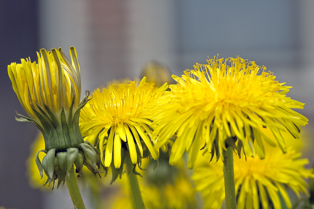 Der Frühling ist da