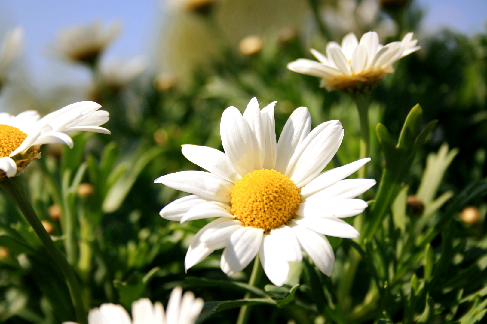 Der Frühling ist da ....