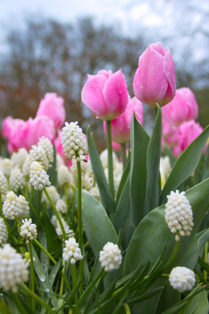 Der Frühling ist da