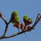 Der Frühling ist da . 