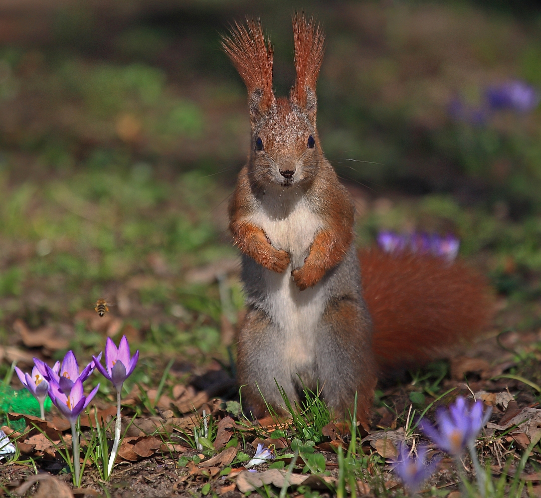 Der Frühling ist da