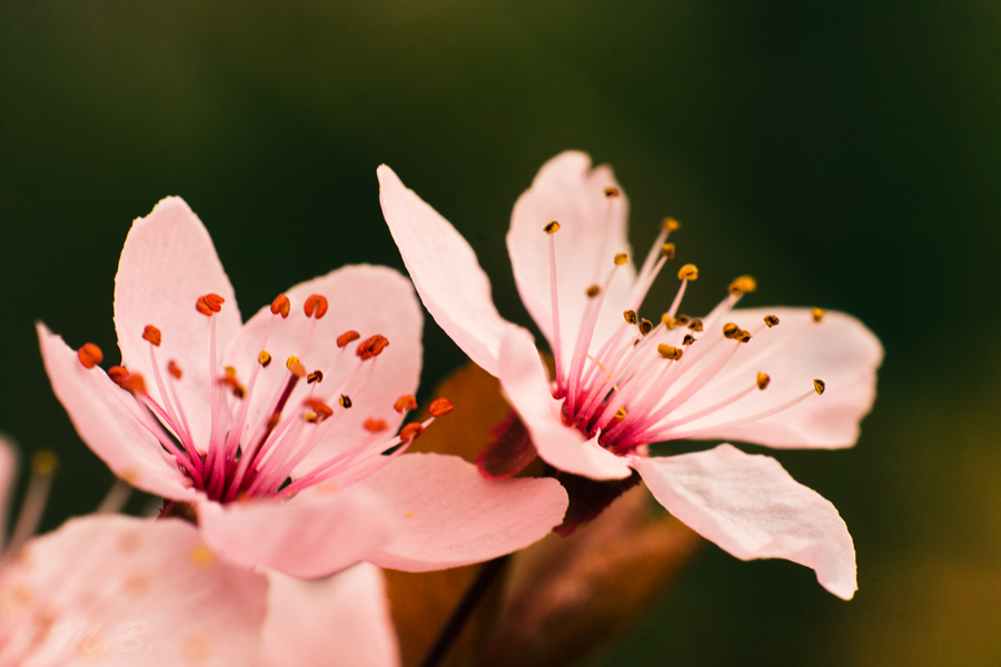 der Frühling ist da