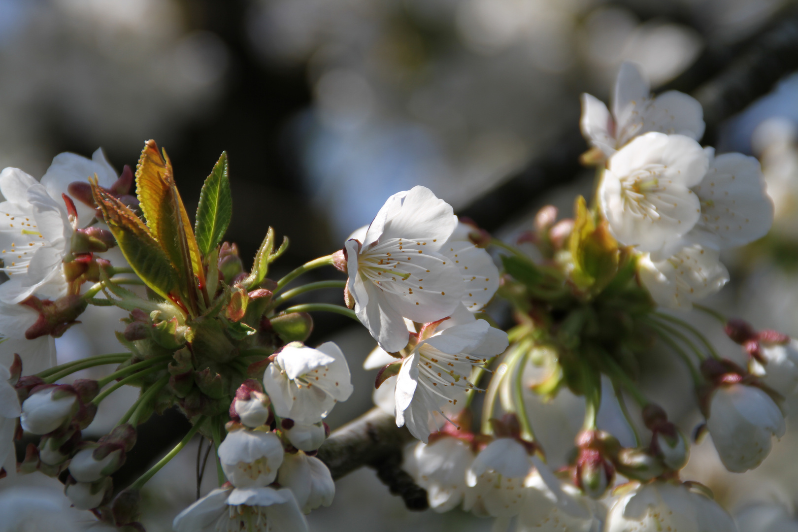 Der Frühling ist da!