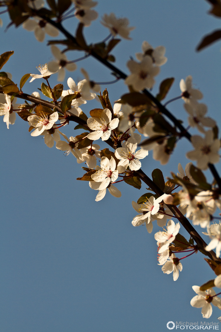 ...der Frühling ist da