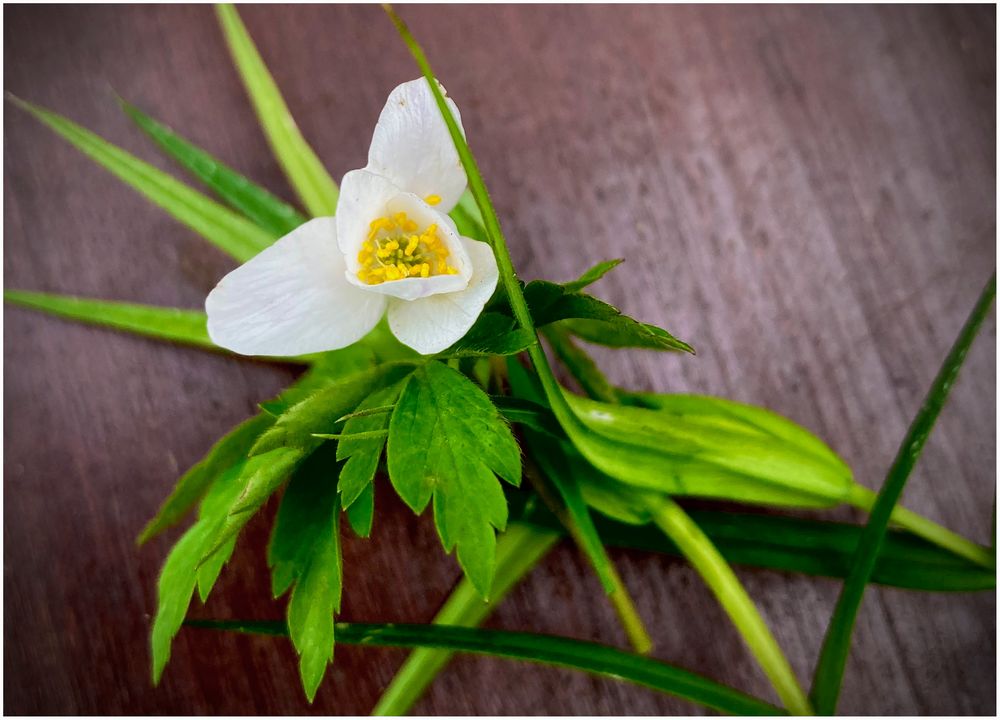 der Frühling ist da