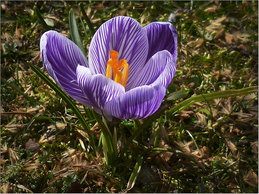 Der Frühling ist da!