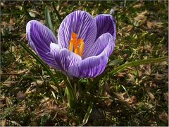 Der Frühling ist da!