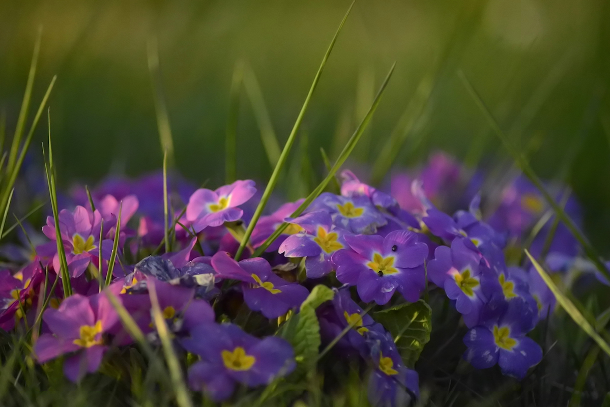 Der Frühling ist da