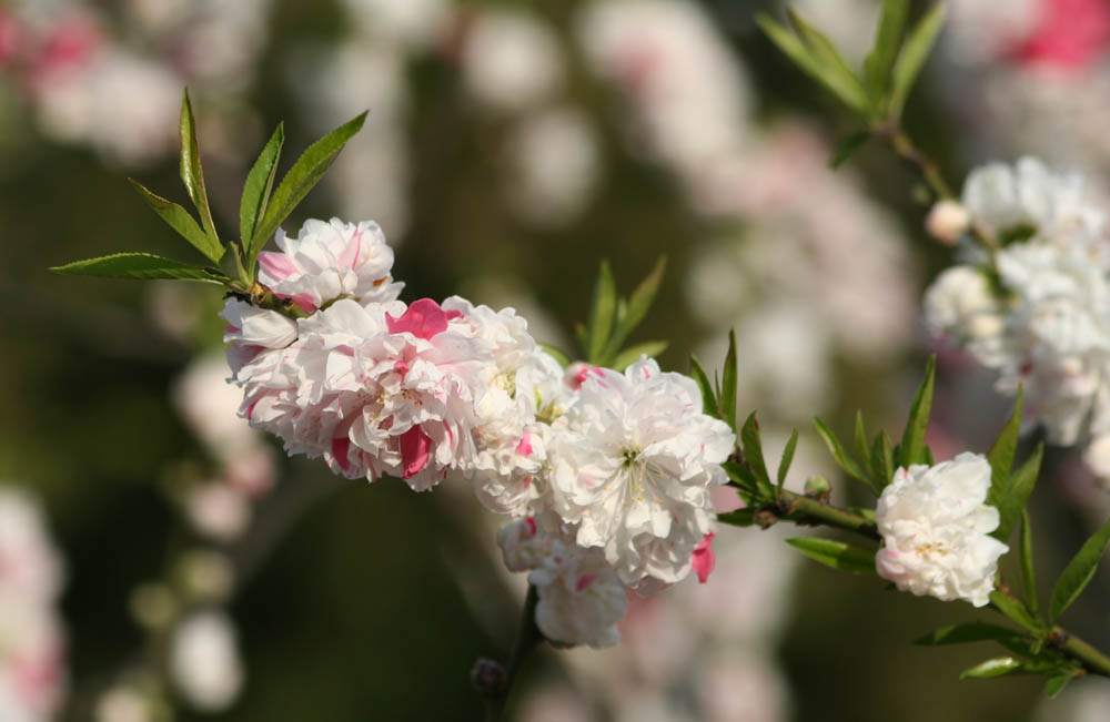 Der Frühling ist da...