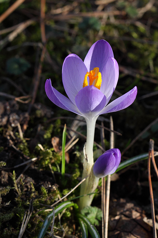 Der Frühling ist da...