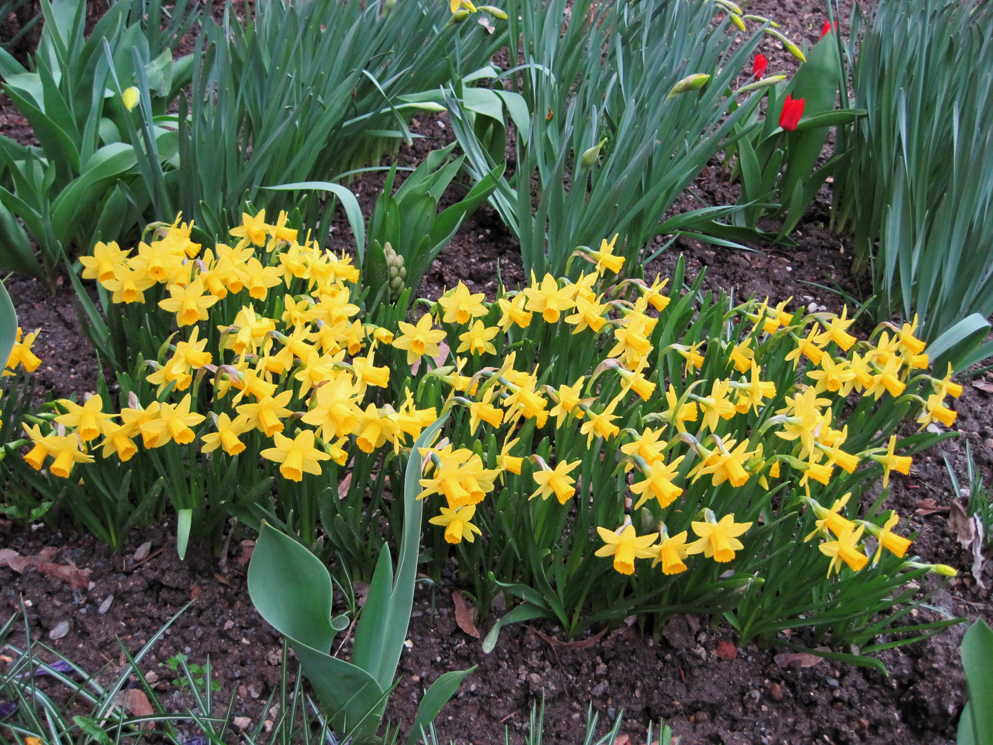 der Frühling ist da