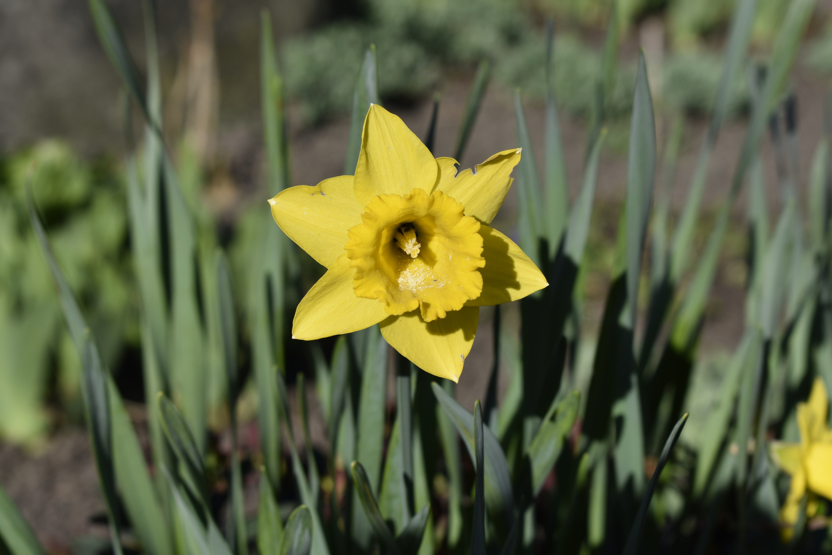 Der Frühling ist da