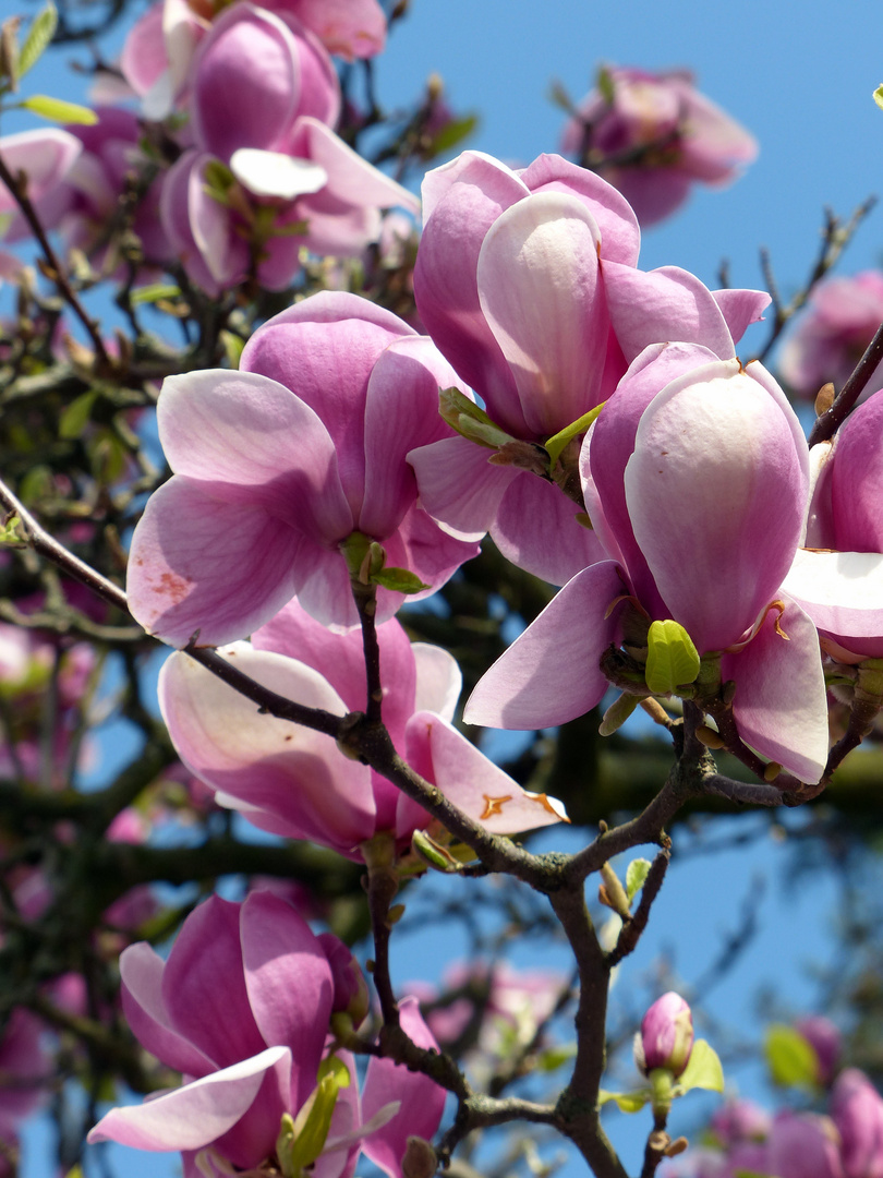 Der Frühling ist da