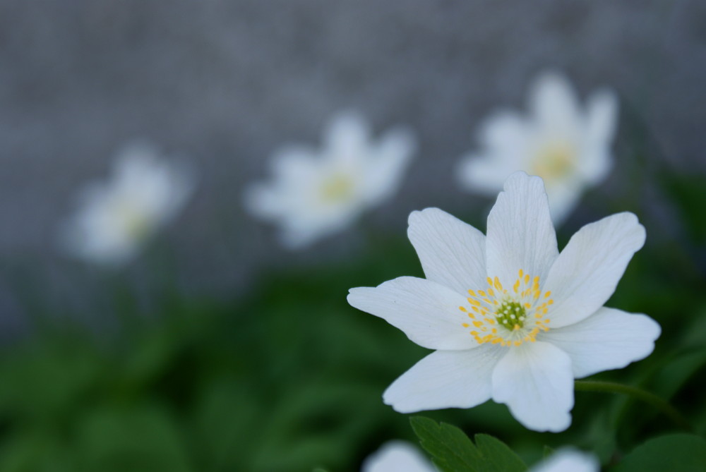 Der Frühling ist da!